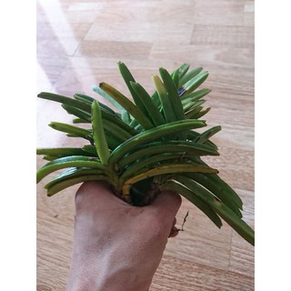 Lan hỏa hoàng cam 1 cây