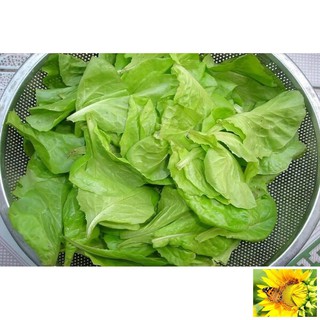 Giống Rau Xà lách mỡ