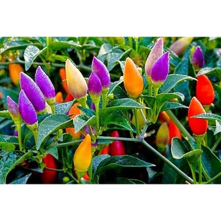 #Hạt_Giống_Ớt_Ngũ_Sắc F1