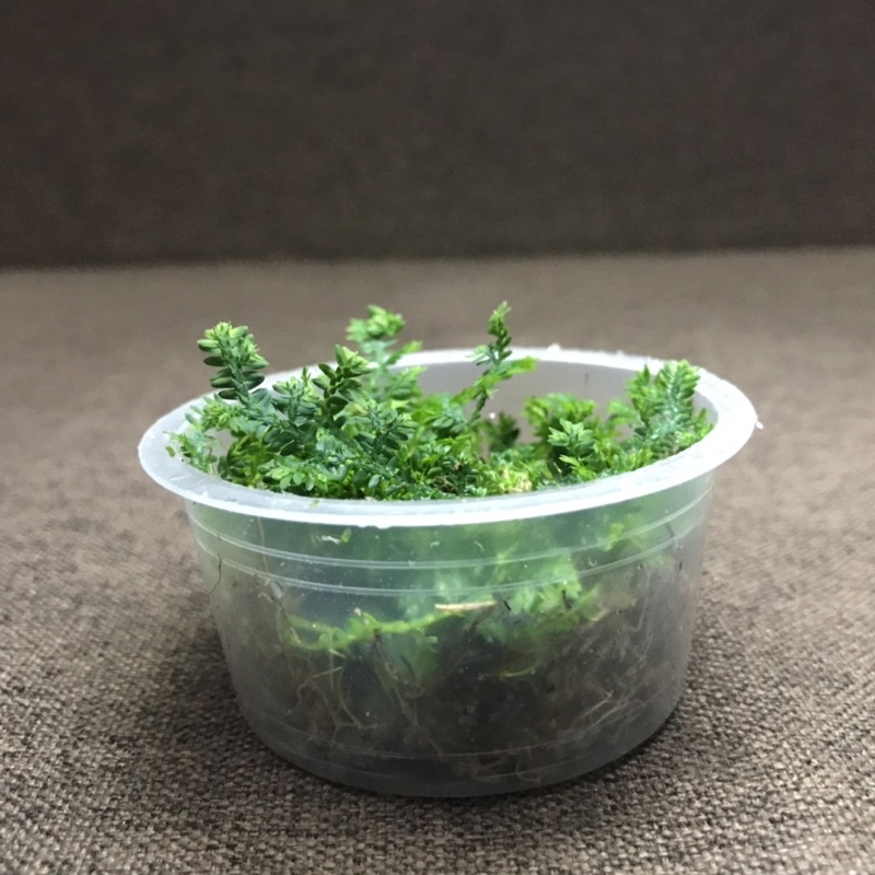 Hộp quyển bá kích thước 6,8cm x3cm