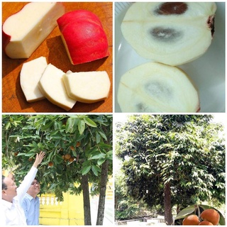 Giống cây thị philippin 2 năm ra trái