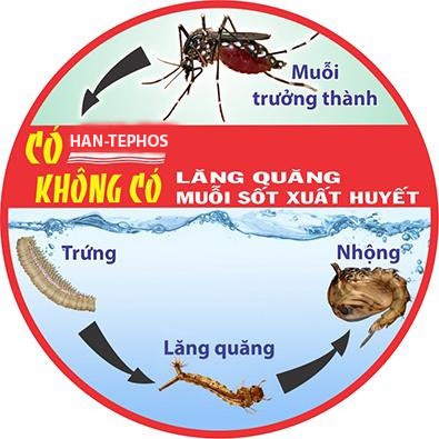 Thuốc Diệt Lăng Quăng Bọ Gậy Han-Tephos 1%SG, Diệt Muỗi Vằn Phòng Bệnh Số Xuất Huyết