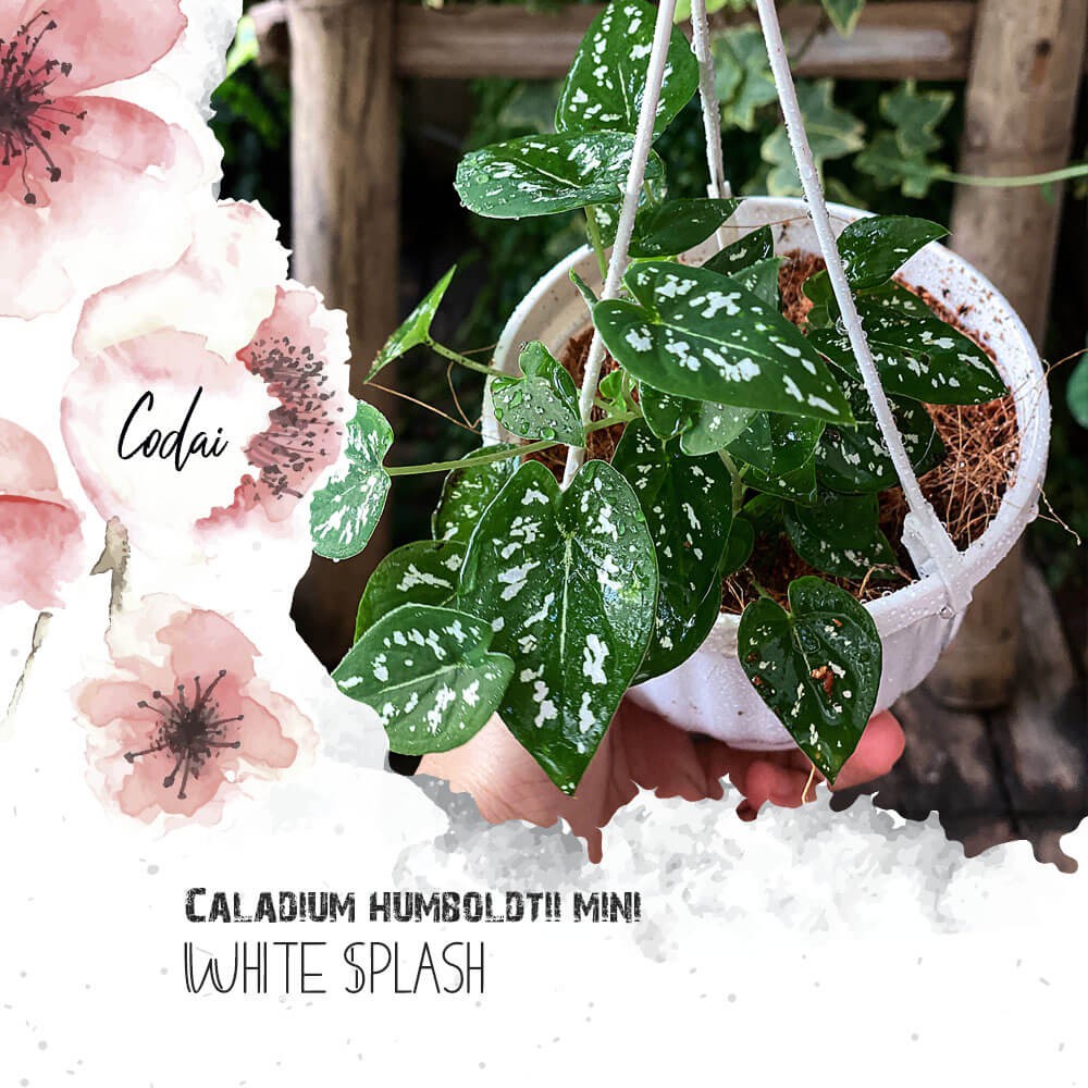 Cây Caladium humboldtii mini White Splash (Môn Mini Xanh Đốm Trắng) chậu treo bí ngô