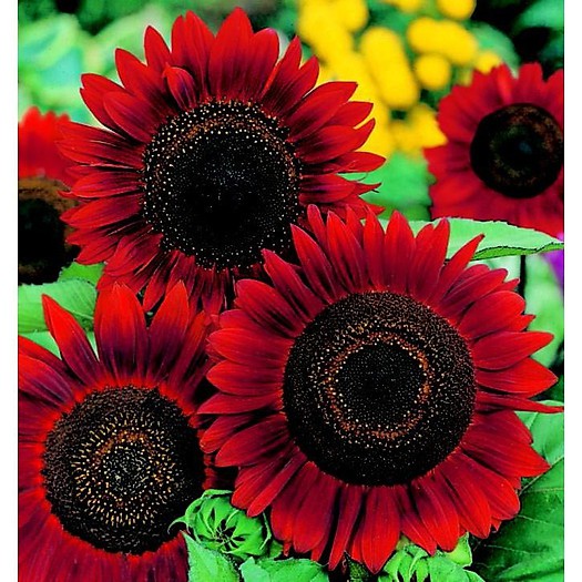 30h Hạt Giống Hoa Hướng Dương Đỏ Velvet - TaNe Garden