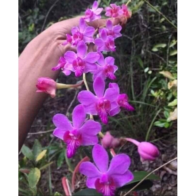 Hoa Lan hồ điệp rừng