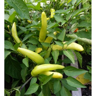 Hạt giống ớt đại vàng