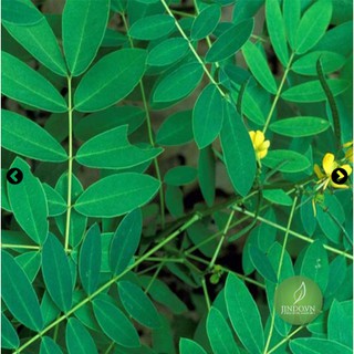 Phan tả diệp khô 200g