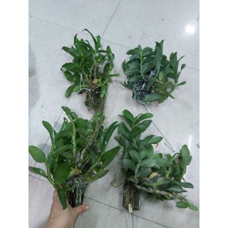 Trầm trắng bảng nhiều thân
