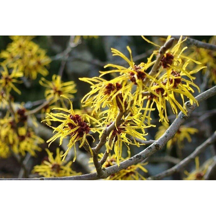 CHIẾT XUẤT CÂY PHỈ