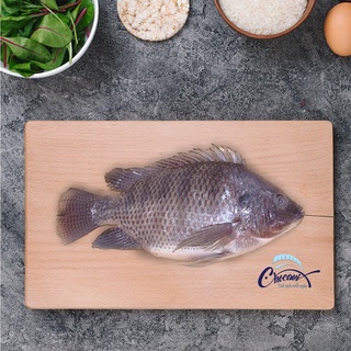 [GIAO HỎA TỐC] Cá rô phi CHOCAVI tươi nguyên con làm sạch phi lê cắt khúc tại bể sau khi khách đặt hàng