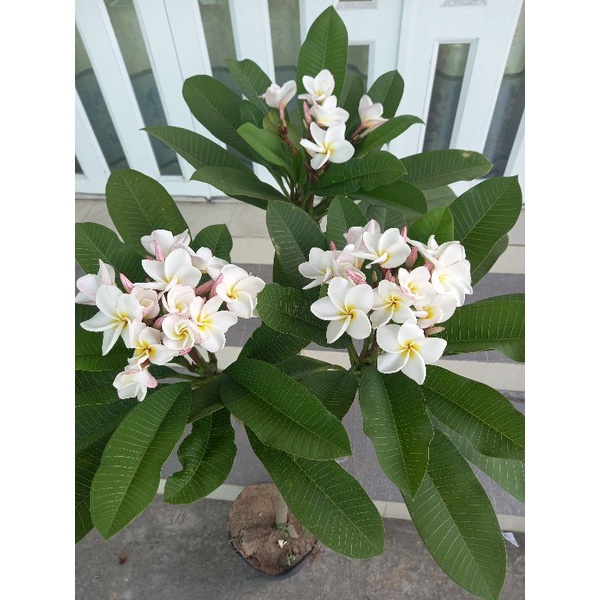 Cây sứ đại thái ,hoa thơm