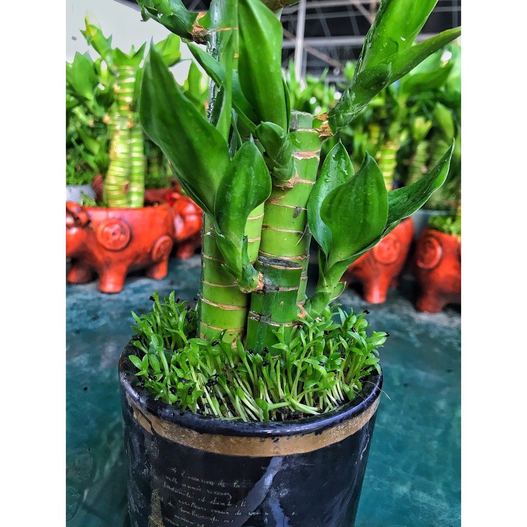 Cây Trúc phú quý, cây trúc phát tài  cây cao 20-25cm cây sức sống khỏe thích hợp để bàn làm việc