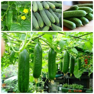Hạt giống Dưa chuột nếp ta túi 10 hạt (TẶNG gói kích thích hỗ trợ hạt nảy mầm)