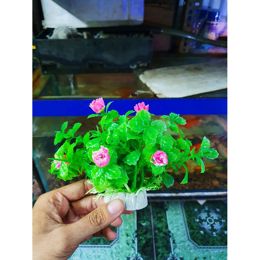 RONG GIẢ ĐẾ TRÒN TRANG TRÍ HỒ CÁ NON BỘ CAO 10CM