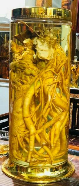 Rễ đinh lăng nếp rời[1kg] tươi ngon lâu năm