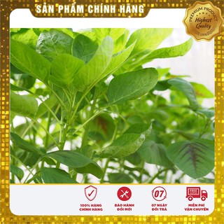 Hạt giống rau dền xanh cao sản