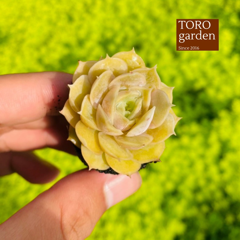 Sen đá ngọc bích Đà Lạt size mini cây cảnh trang trí nhà cửa Toro garden