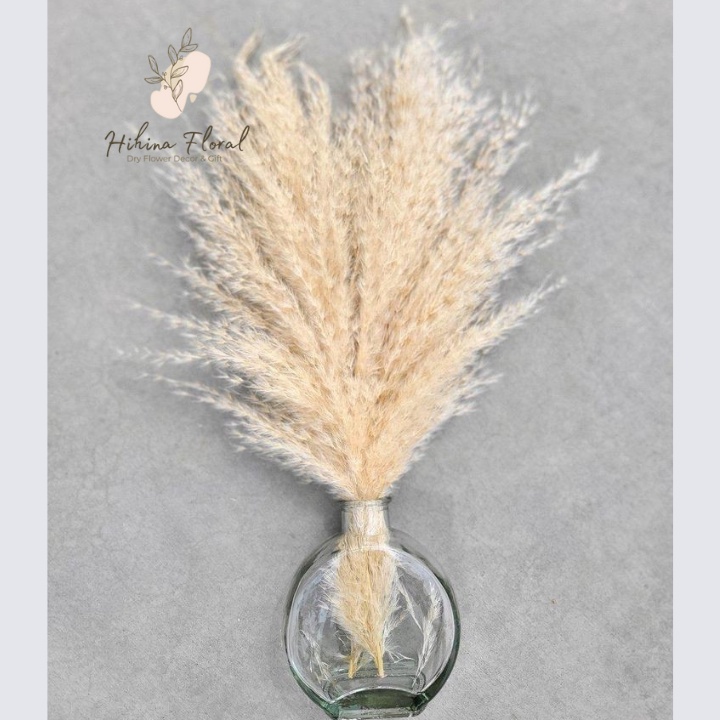 Cỏ Lau Sợi Pampas Mini, Lau Thật Sấy Khô Nhiều Màu Dùng Deocr, Trang Trí
