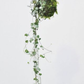 Tim Tím - String of hearts
