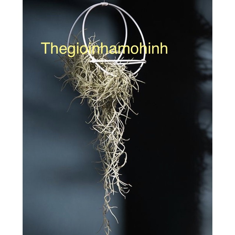 Giá treo cây, giá trồng cây không khí, kệ treo, decor, trang trí không gian