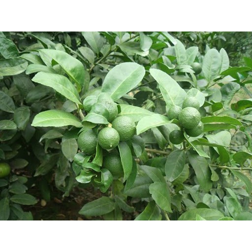 Cây giống chanh tứ quý RA QUẢ 4 MÙA