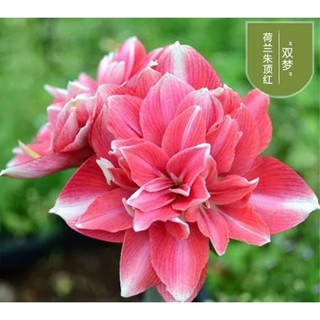 Củ lan huệ dễ trồng