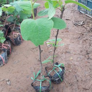 Cây giống kiwi ruột vàng