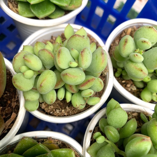 SEN ĐÁ SỎI DÂY FREESHIP  ĐÃ THUẦN XỨ NÓNG SIU CUTE CHUẨN SIZE BẦU