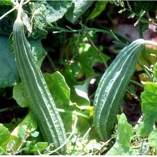 10 HẠT GIỐNG MƯỚP KHÍA