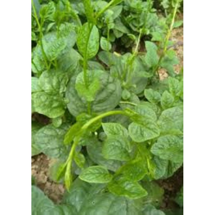 10 gram Hạt giống rau mùng tơi cao sản