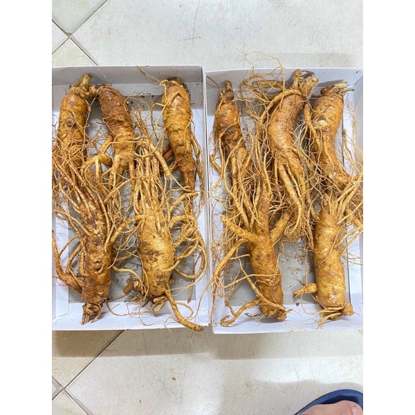 SÂM TƯƠI GÃY RỄ NGÂM MẬT ONG 4,5,6 CỦ/1kg