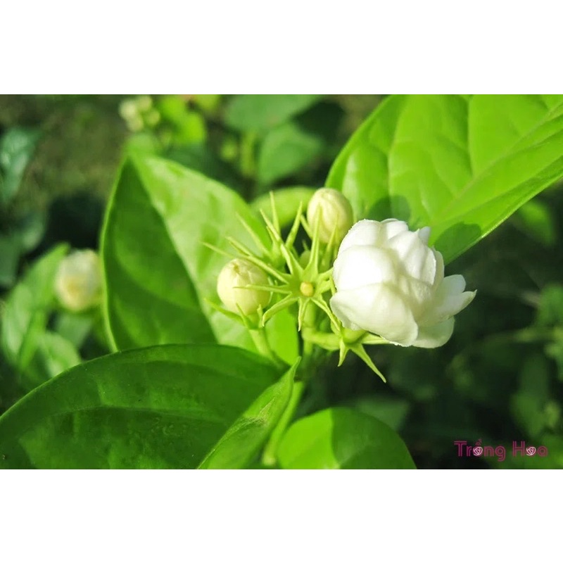 HẠT GIỐNG HOA NHÀI, HOA LÀI - 5 hạt/ gói