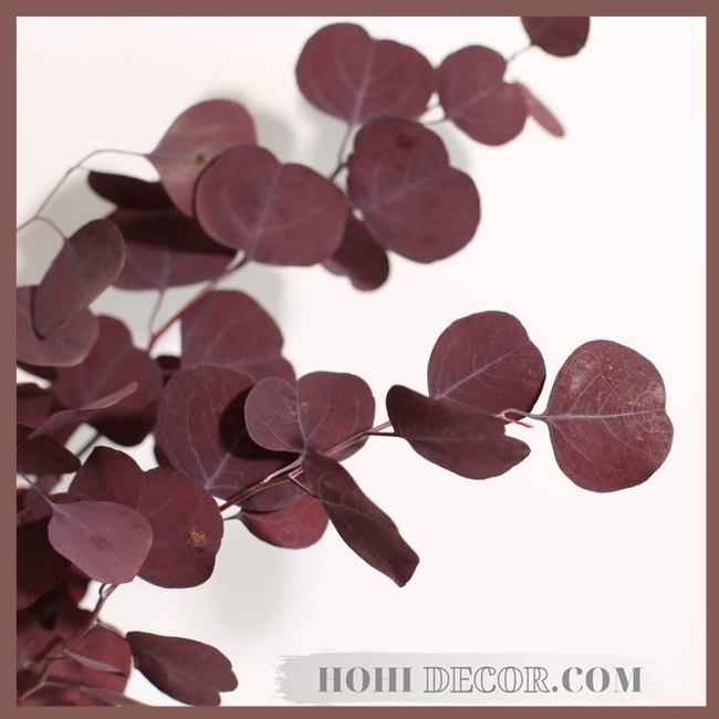 Cành Bạch Đàn Lá Tròn Tai Voi Khô Tự Nhiên Trang Trí Chụp Ảnh Sản Phẩm Đẹp - Shop Hohi Decor