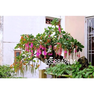 Cây hoa Lộc vừng(bầu cây giống )