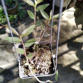 Hoa lan Giã hạc Pháp ki năm 2 ( chậu 2-3 thân )