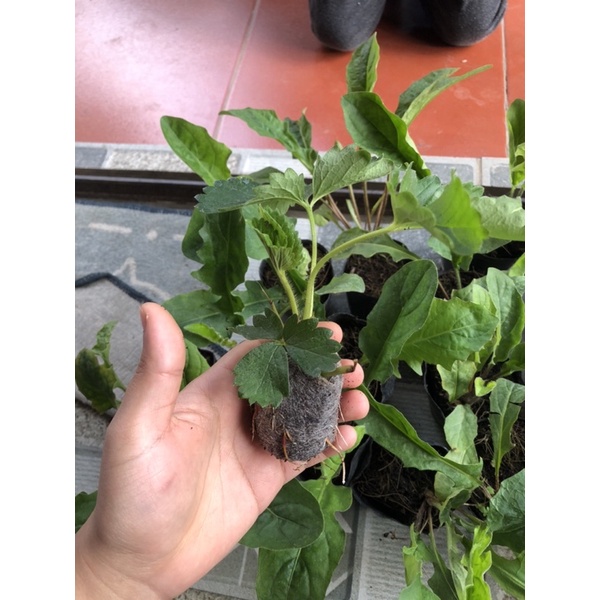 Combo 5 ngó dâu tây hana chịu nhiệt