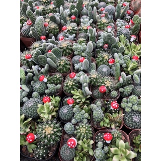 xương rồng mix chậu 4 cây
