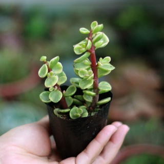 Sen đá dola trắng mini size 3-4 cm