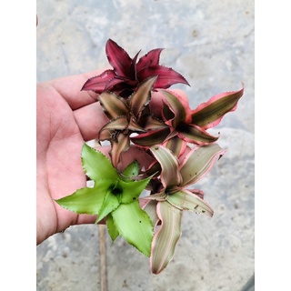 dứa phụng mini