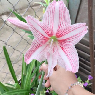 Củ lan huệ các màu