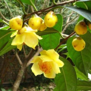 Cây giống chè hoa vàng