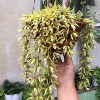Phong Lan tục đoạn đuôi Phượng