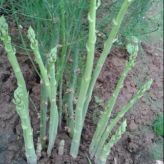 cây giống măng tây xanh