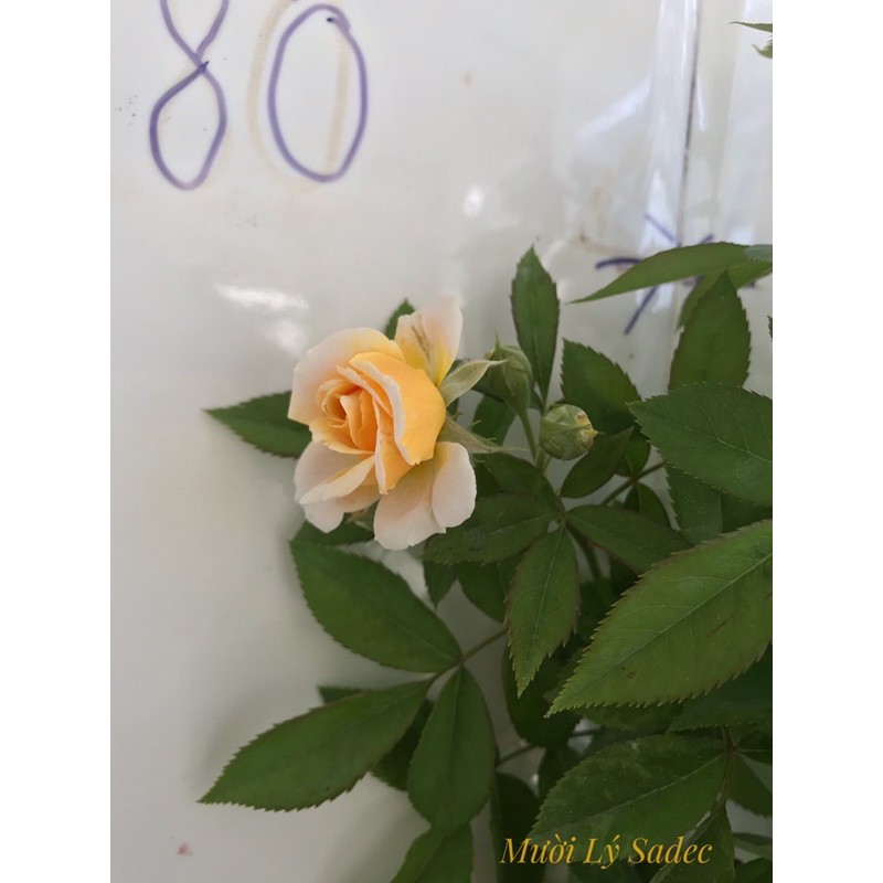 Hoa hồng ngoại Jeri jennings