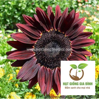 20h Hạt Giống Hoa Hướng Dương Chocolate Tía (C1.303 | B3)  FAMILY