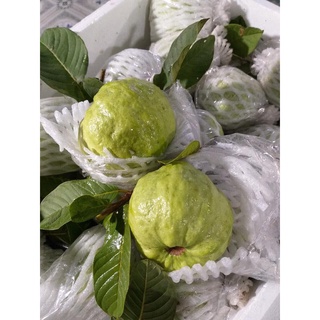 Cây giống ổi nữ hoàng
