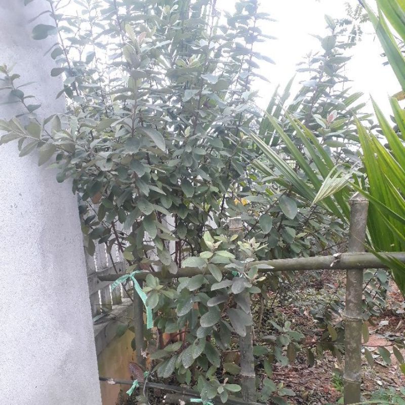 cây sim rừng