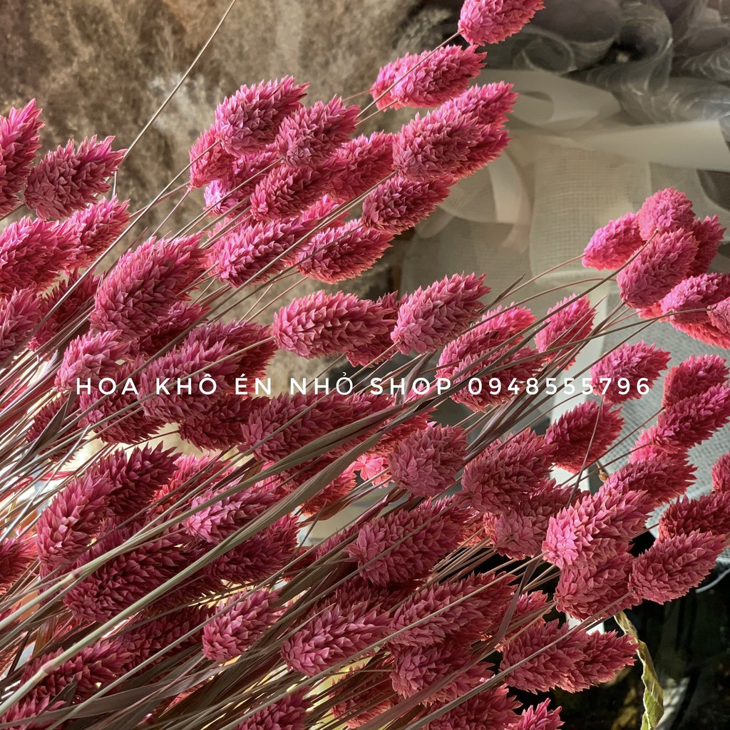 Hoa khô Phalaris từ Hà Lan decor trang trí 10 bông