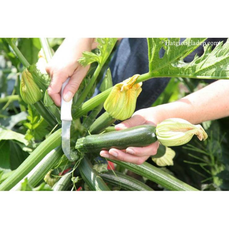 Hạt Giống Bí Ngòi Xanh F1 - 10 hạt