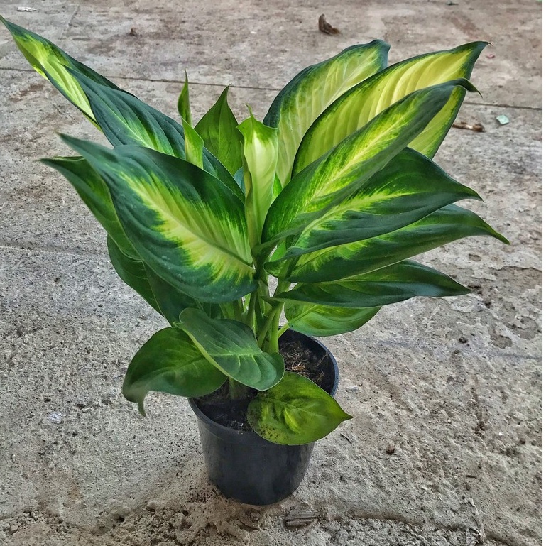 Cây sao sáng ⚡️GIÁ GỐC TẠI VƯỜN⚡️ cao 30cm phong thuỷ bụi chắc khỏe lá sáng xanh bắt mắt thích hợp trang trí nội thất